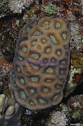 Favites vasta Corail Favites vasta-Safaga Coral Beach-10m-20171123nuit-Denis-ADER-DSC_3723_tn